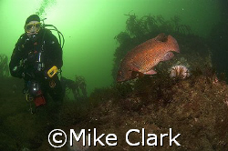 Diver and ballan Wrasse looking at each other.
Nikon D70... by Mike Clark 